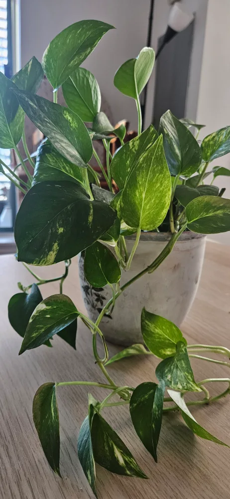 Pothos Plant image indicator(3)