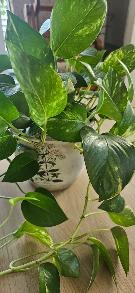 Pothos Plant image indicator(2)