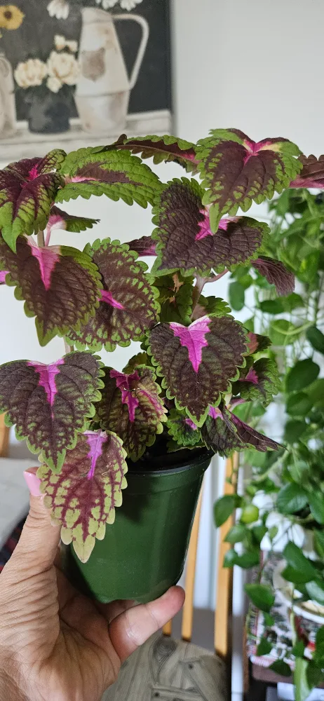 Coleus Plant in Green Pot thumbnail
