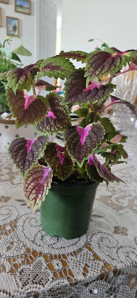 Coleus Plant in Green Pot image indicator(4)