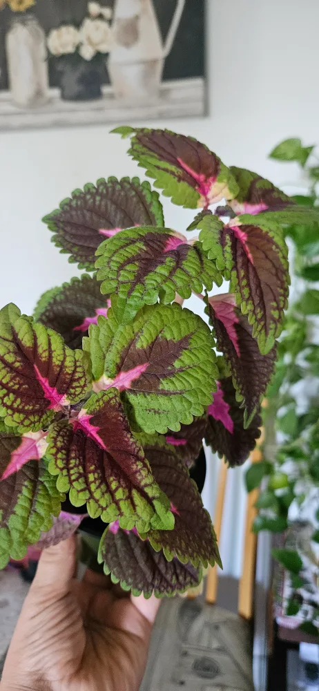 Coleus Plant in Green Pot image indicator(2)