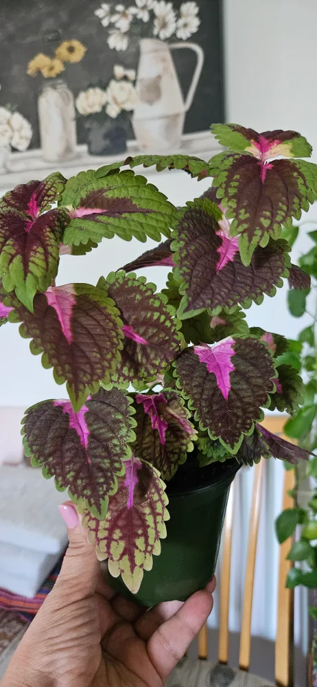 Coleus Plant in Green Pot image indicator(3)