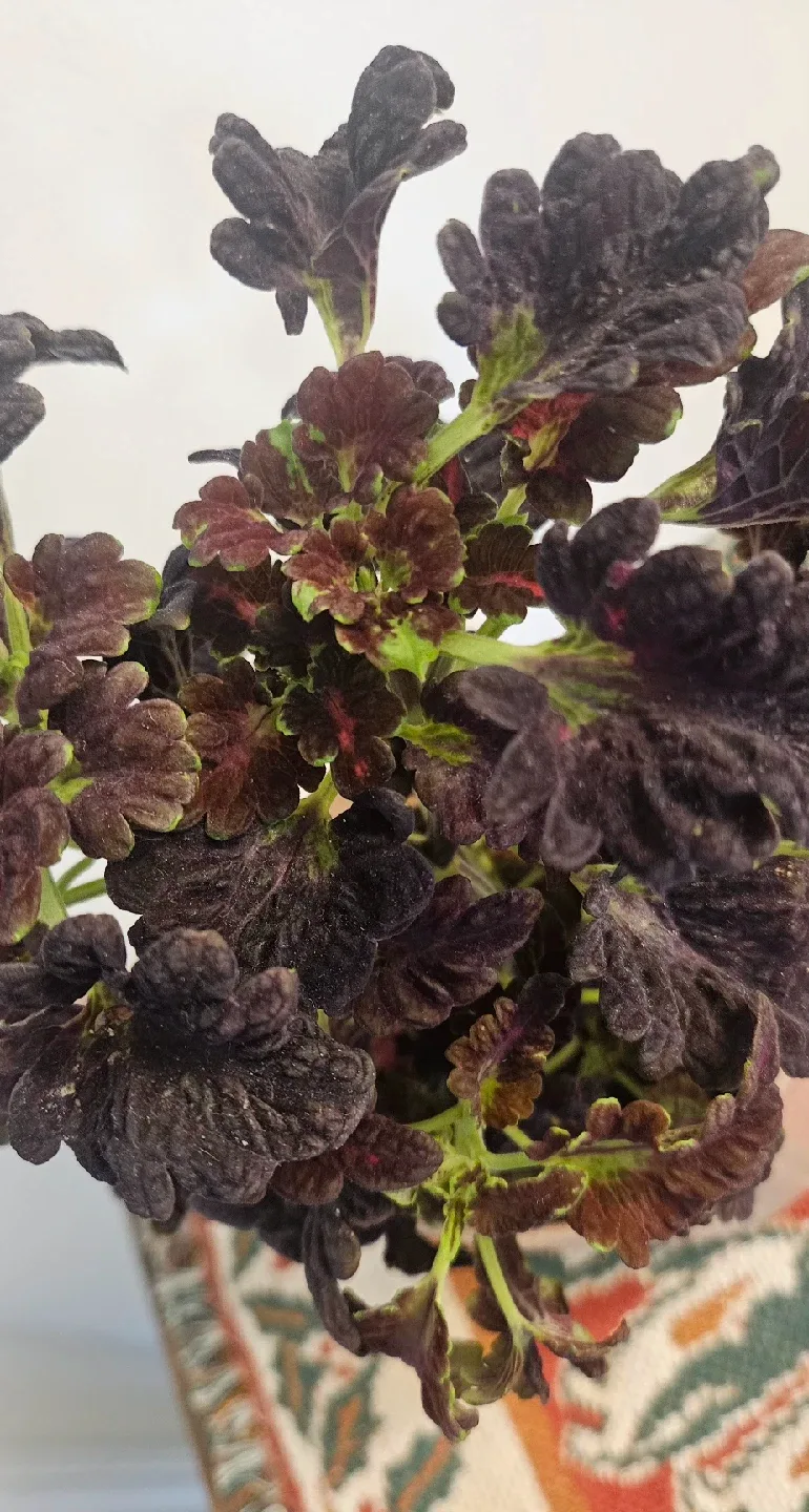 Coleus Plant in Pot , Discount only today and tomorrow image indicator(4)