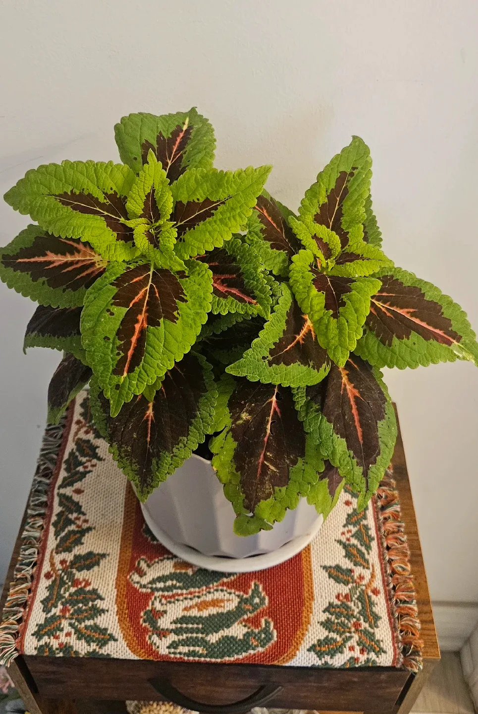 Coleus Plant