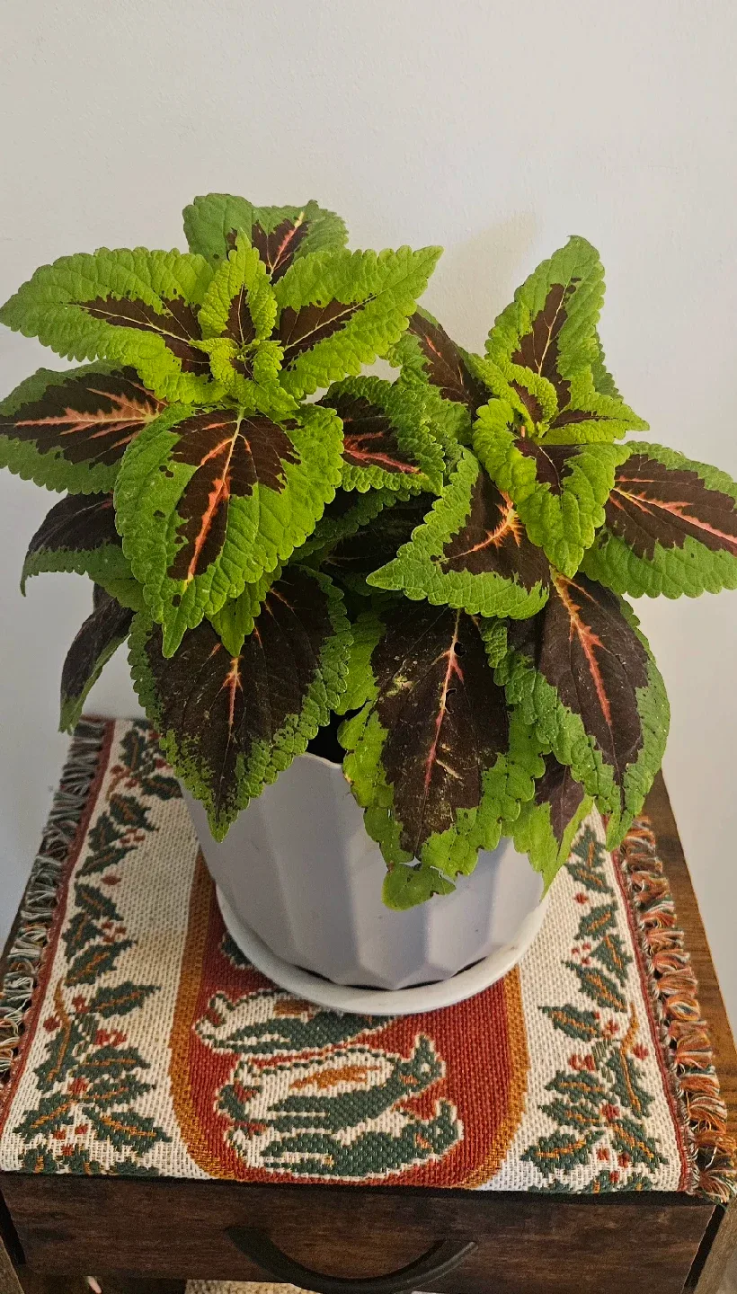 Coleus Plant image indicator(2)