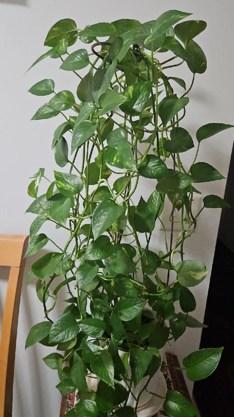 Pothos Plant image indicator(2)