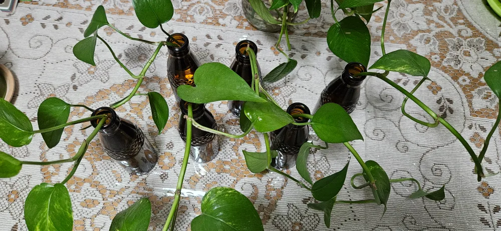 Pothos plant cuttings in glass bottles image indicator(2)