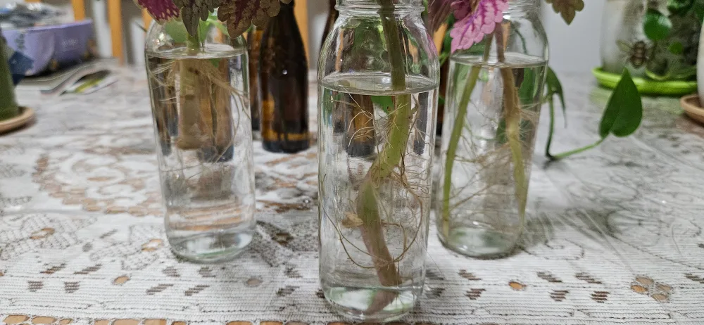 Pothos plant cuttings in glass bottles image indicator(3)