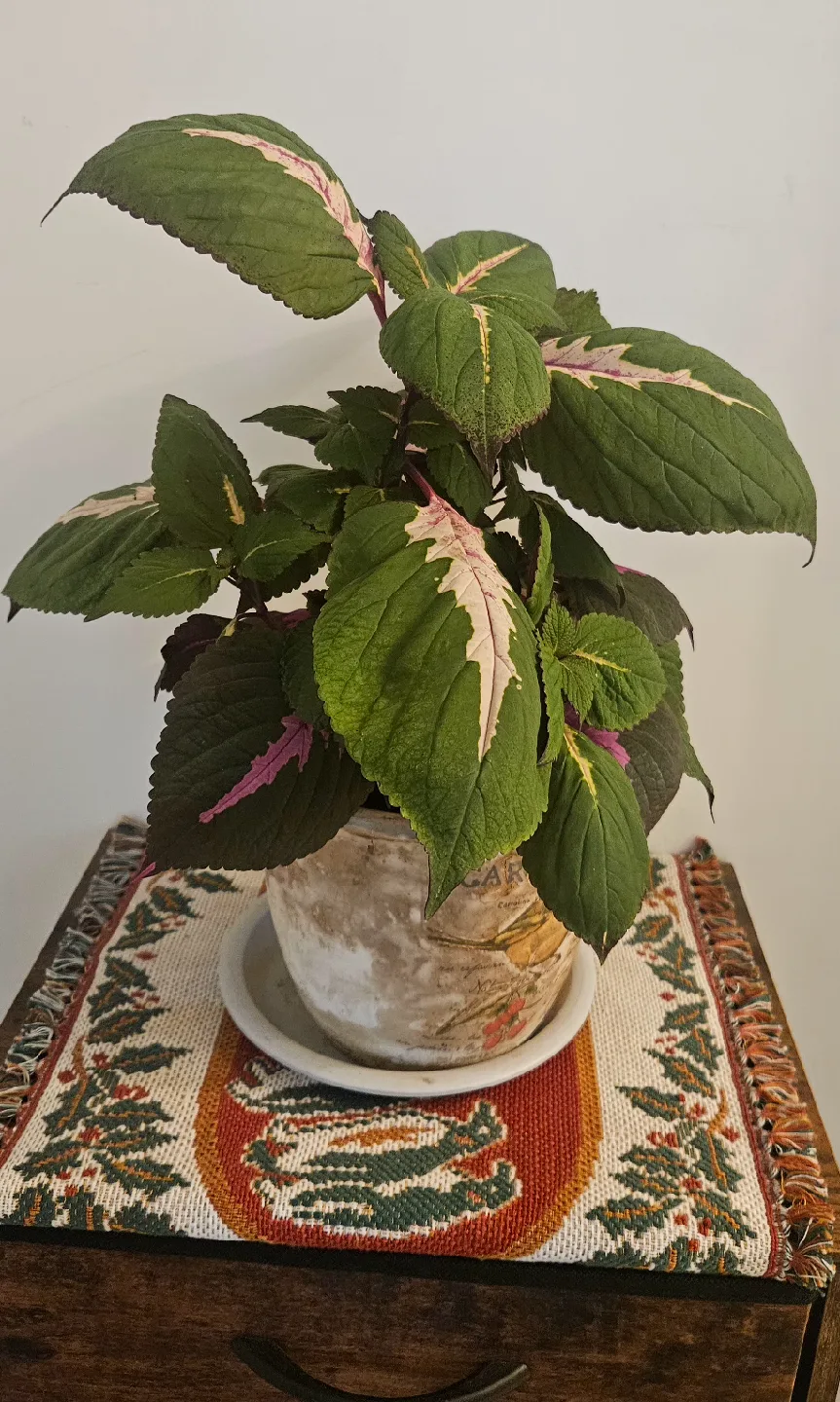 Coleus Plant , Discount only today and tomorrow image indicator(4)