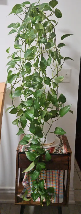 Pothos Plant image indicator(3)