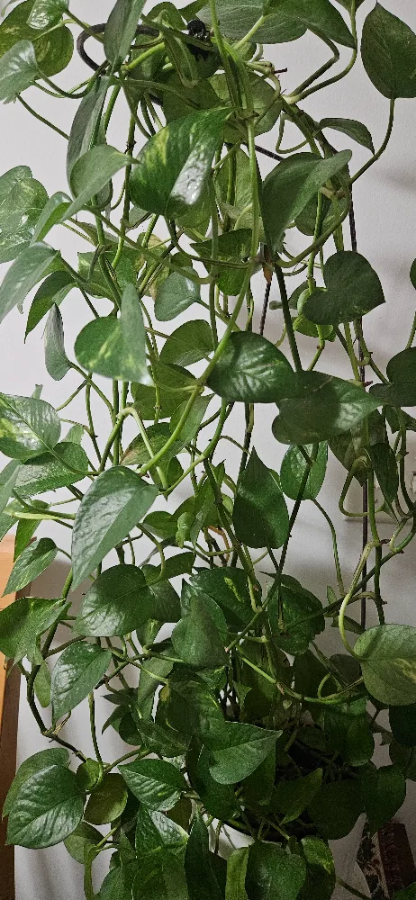Pothos Plant thumbnail