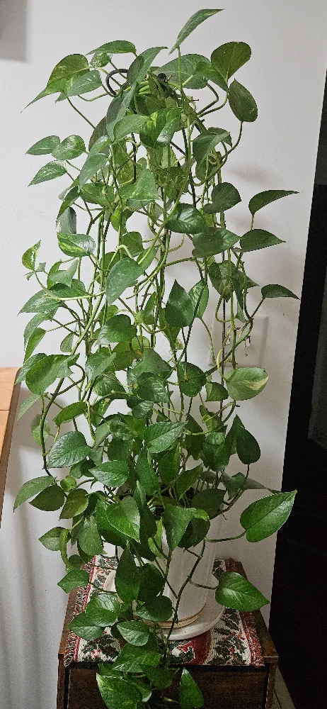 Pothos Plant image indicator(4)