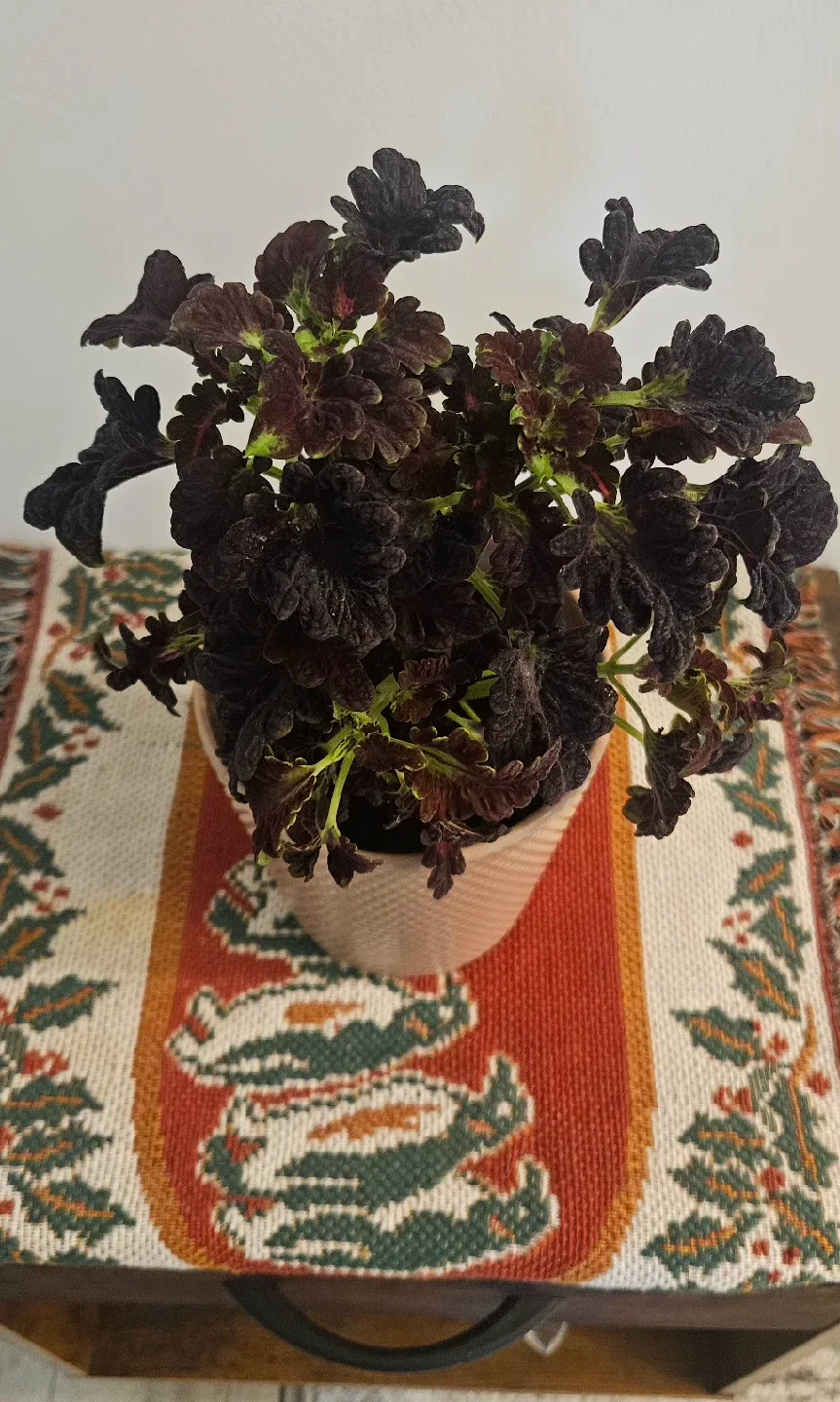 Coleus Plant in Pot , Discount only today and tomorrow image indicator(3)