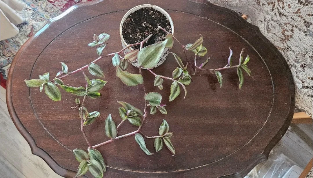 Tradescantia Zebrina Plant thumbnail
