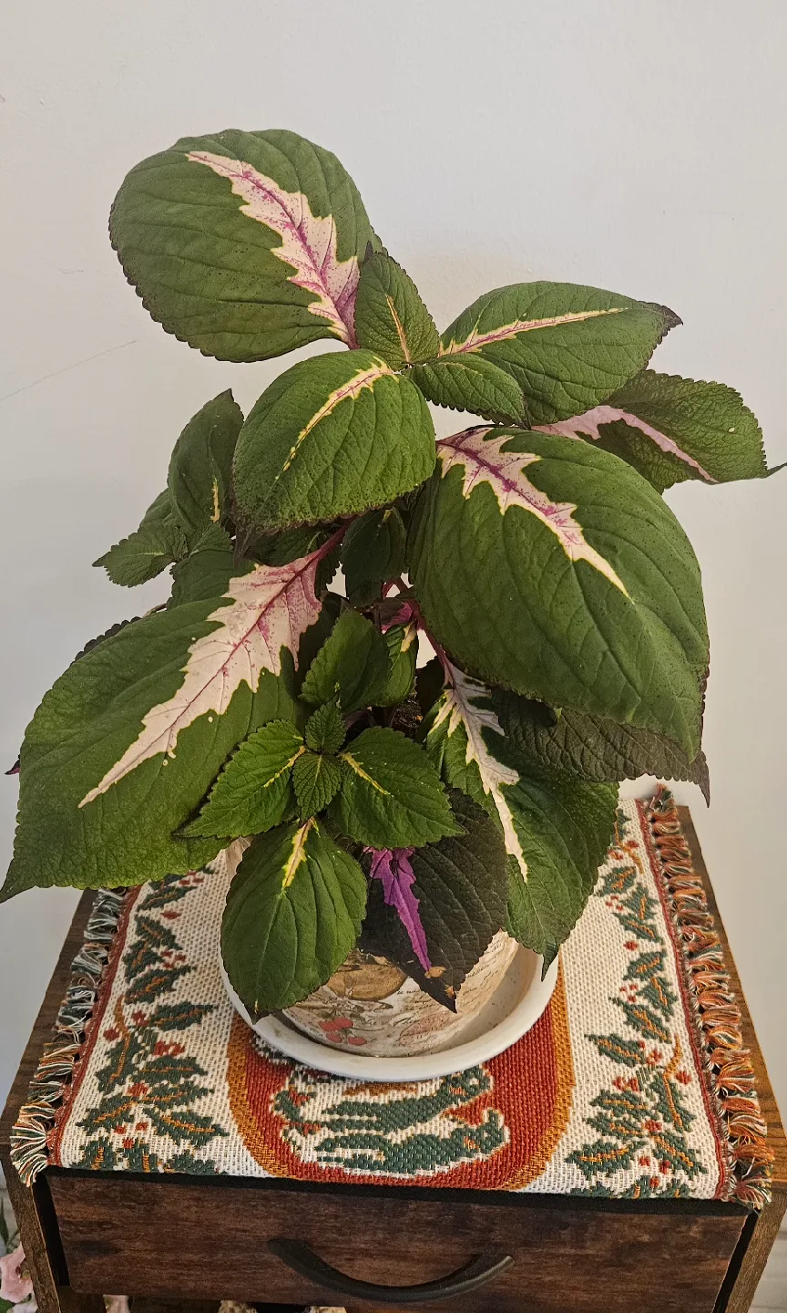 Coleus Plant , Discount only today and tomorrow image indicator(5)