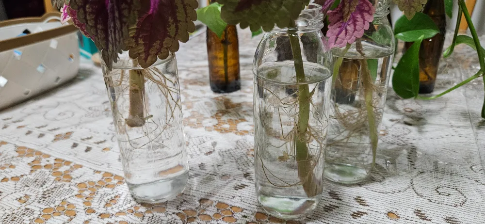 Pothos plant cuttings in glass bottles image indicator(6)