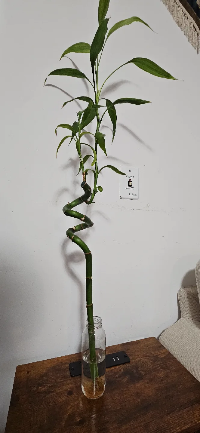 Lucky Bamboo Plant