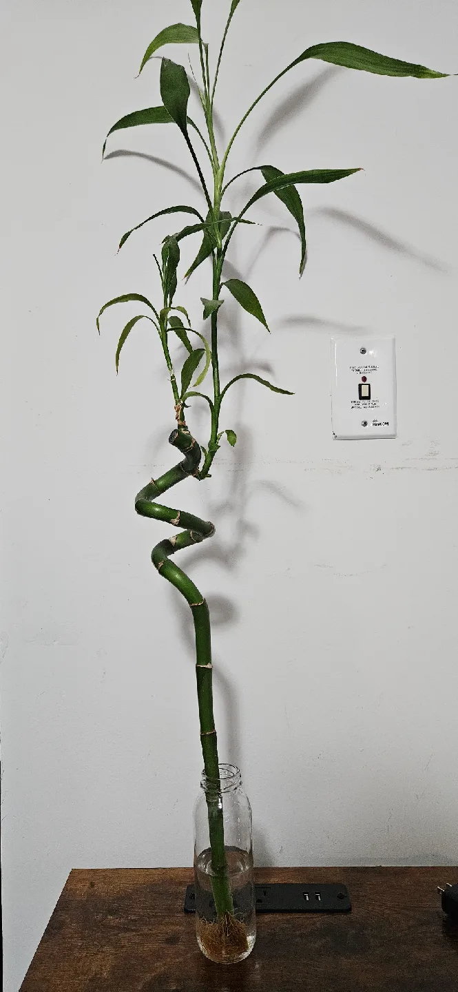 Lucky Bamboo Plant image indicator(2)