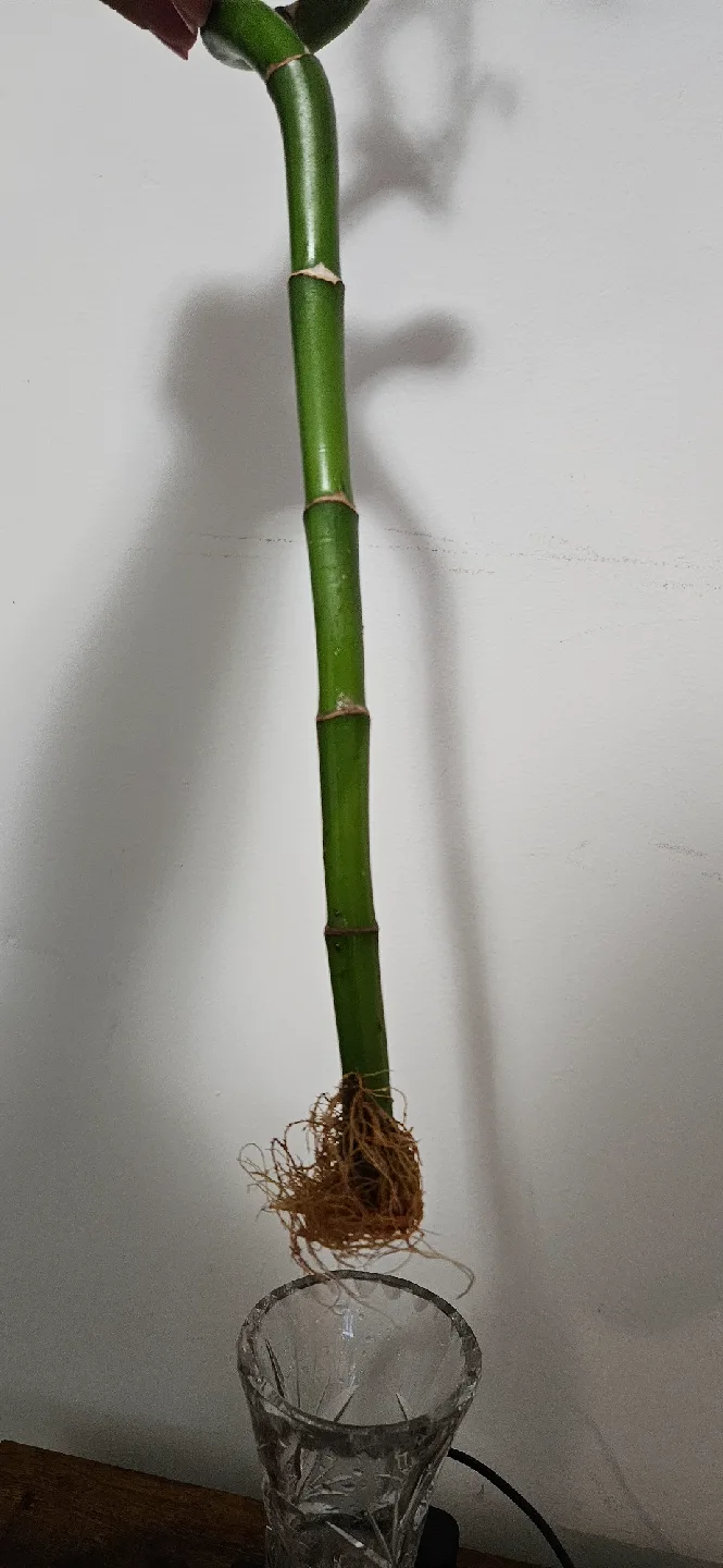 Lucky Bamboo Plant image indicator(3)