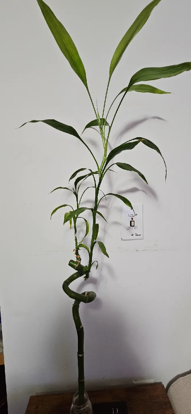 Lucky Bamboo Plant image indicator(4)