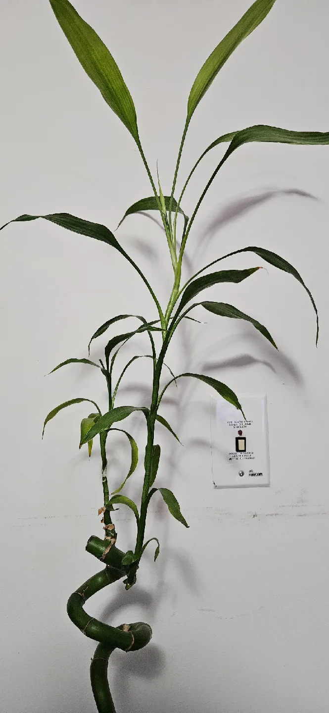 Lucky Bamboo Plant image indicator(5)