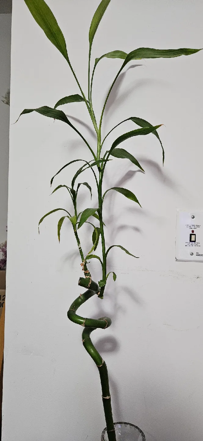 Lucky Bamboo Plant image indicator(6)