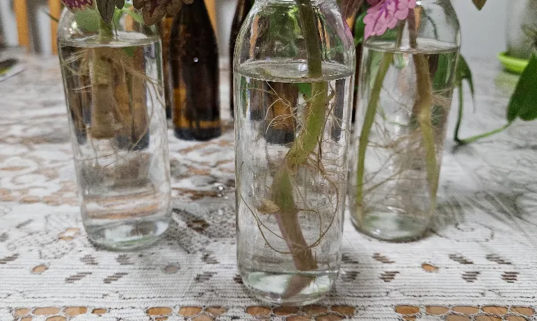 Pothos plant cuttings in glass bottles image indicator(5)