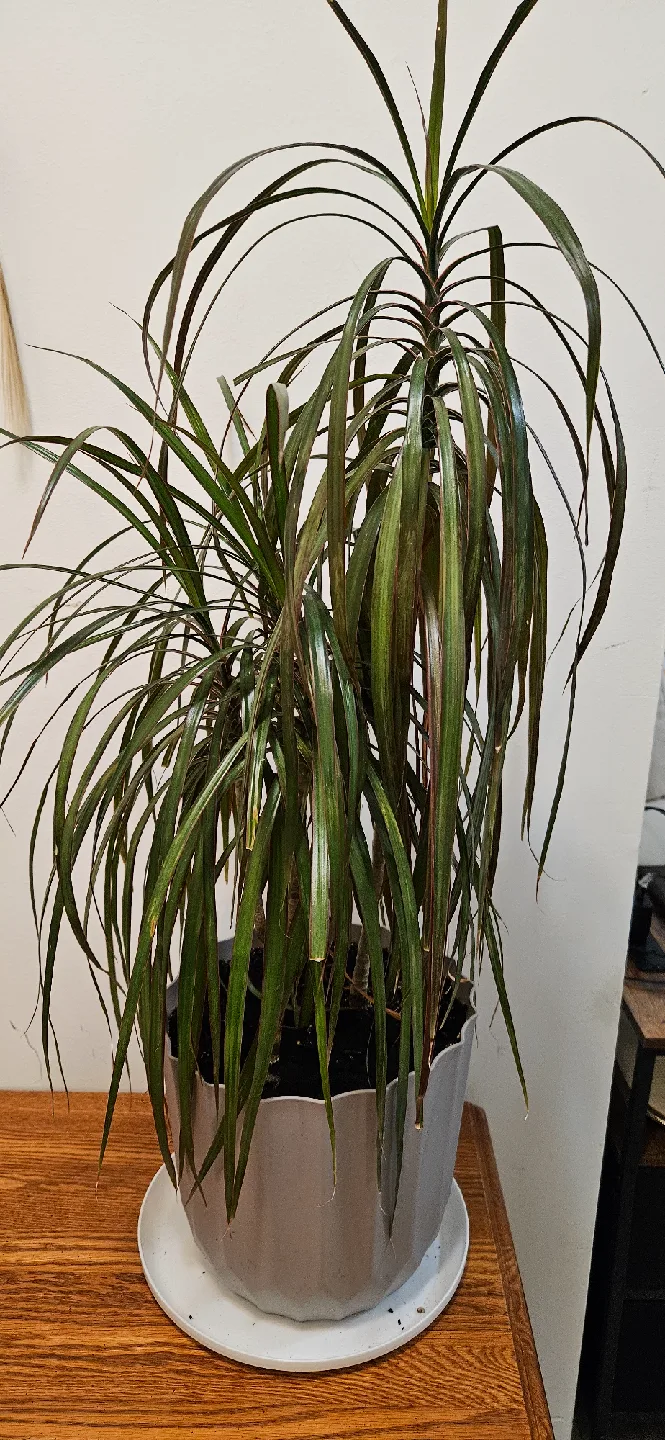 Dracaena Marginata Plant , Discount only today and tomorrow thumbnail