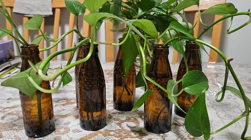 Pothos plant cuttings in glass bottles thumbnail