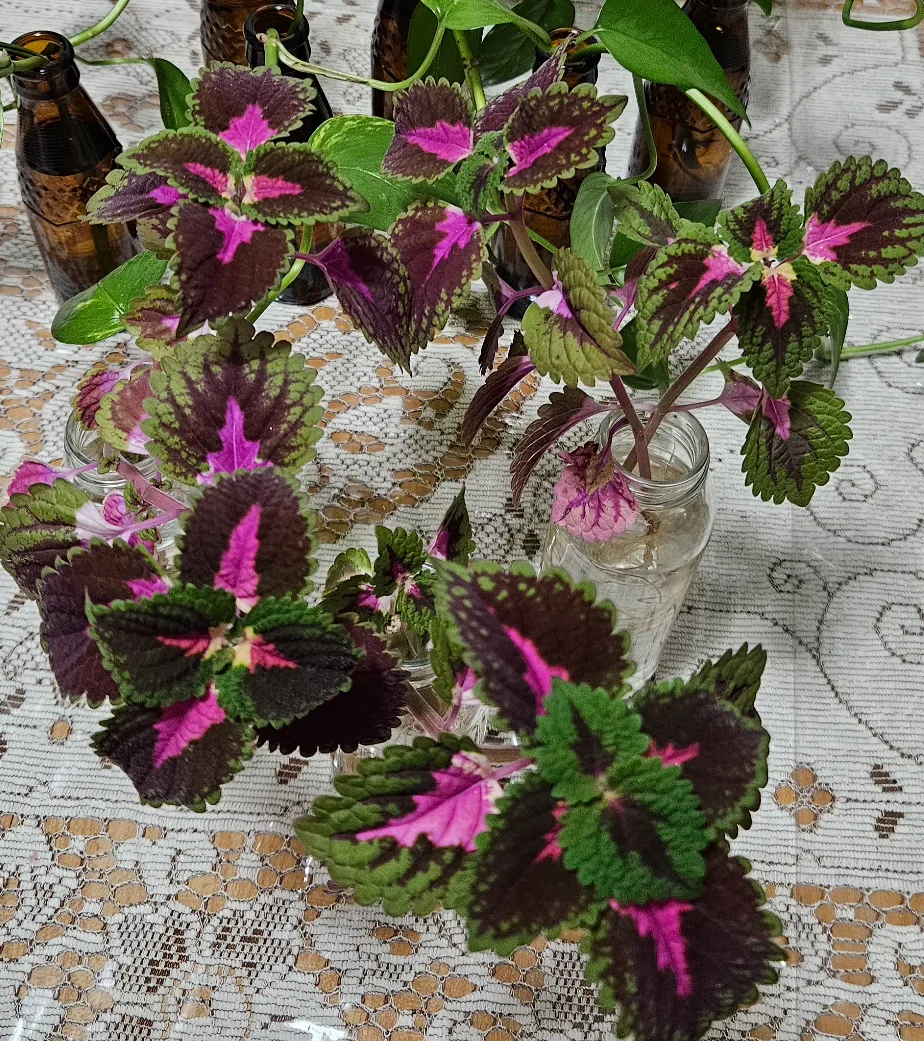 Pothos plant cuttings in glass bottles image indicator(4)