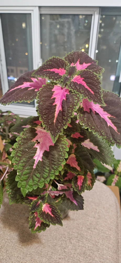 Coleus Plant thumbnail