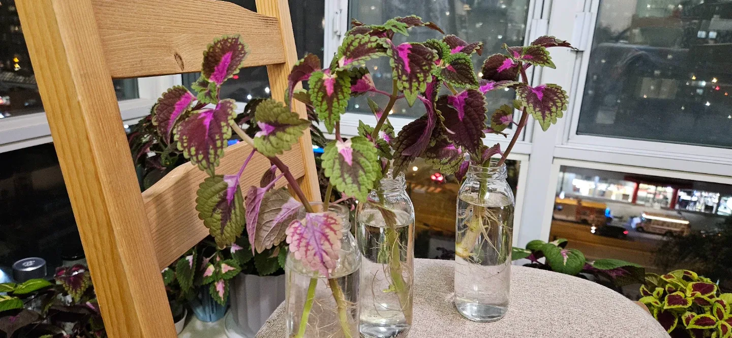 Pothos Plant Cuttings in Brown Glass Bottles image indicator(7)