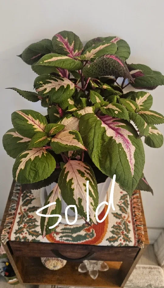 Coleus Plant , Discount only today and tomorrow image indicator(3)