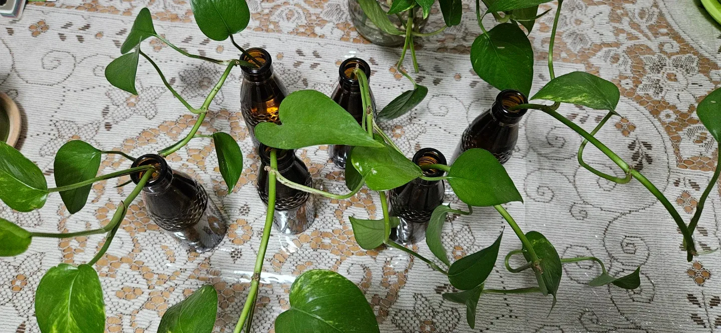 Pothos Plant Cuttings in Brown Glass Bottles image indicator(3)