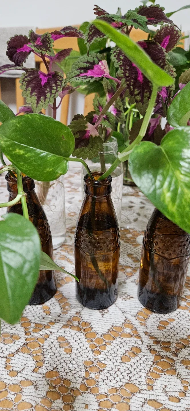 Pothos Plant Cuttings in Brown Glass Bottles image indicator(4)