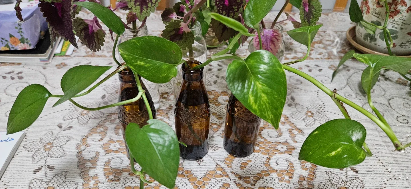Pothos Plant Cuttings in Brown Glass Bottles image indicator(5)