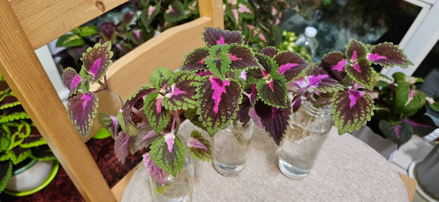 Pothos Plant Cuttings in Brown Glass Bottles image indicator(6)