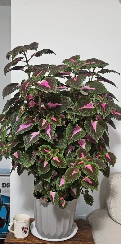 Coleus Plant image indicator(2)