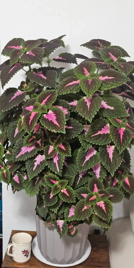 Coleus Plant image indicator(3)