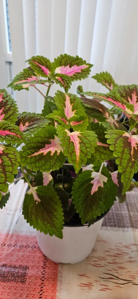 Coleus Plant in White Pot image indicator(2)