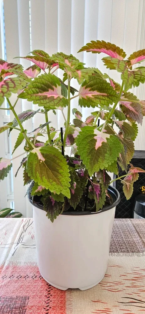 Coleus Plant in White Pot image indicator(3)