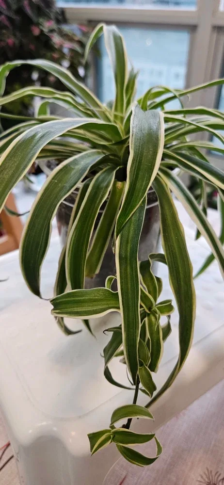 Spider Plant image indicator(2)