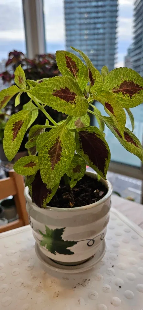 Coleus Plant in Pot image indicator(2)