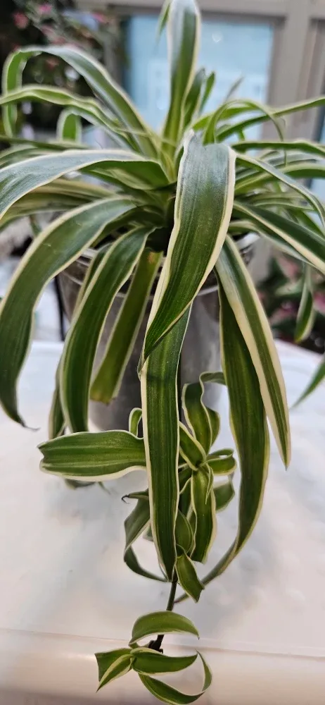 Spider Plant image indicator(3)