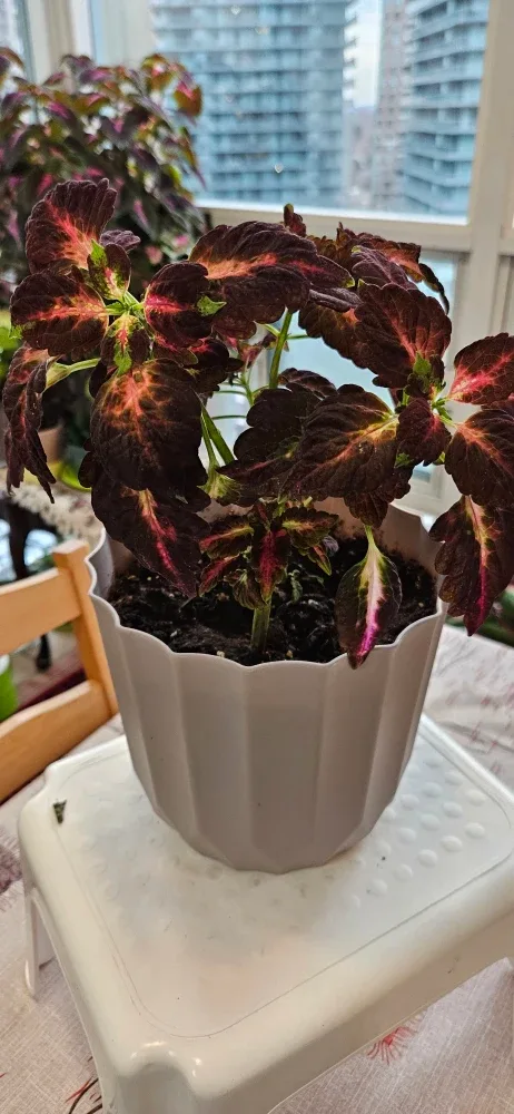 Coleus Plant in Pot image indicator(2)