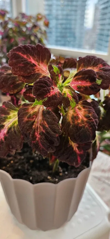 Coleus Plant in Pot image indicator(3)