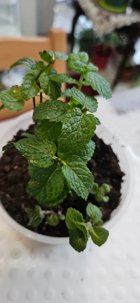 Mint Plant image indicator(2)