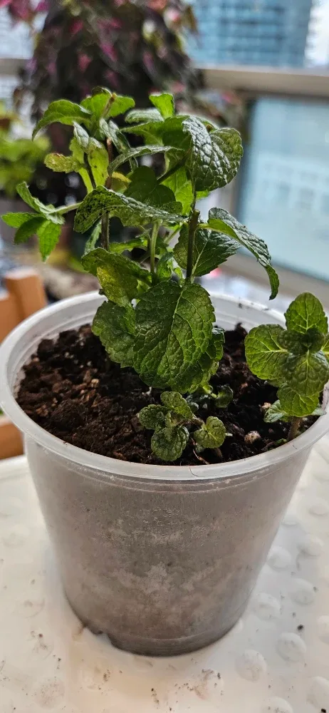 Mint Plant image indicator(3)