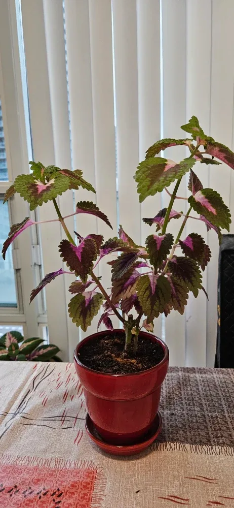 Coleus Plant in Red Pot