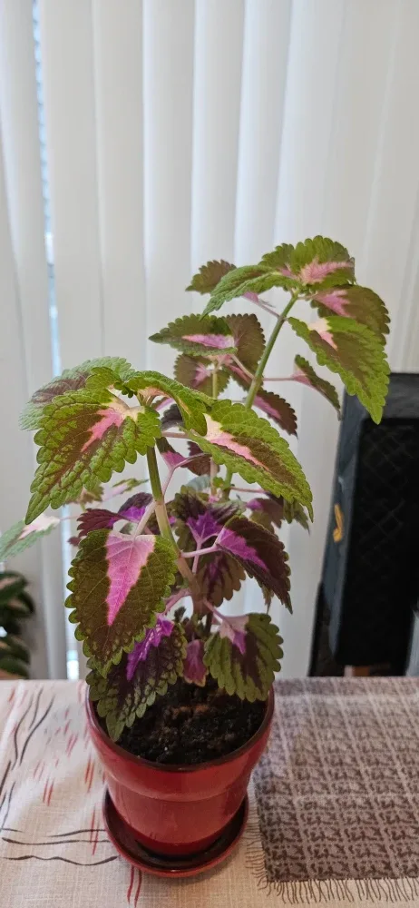Coleus Plant in Red Pot image indicator(2)